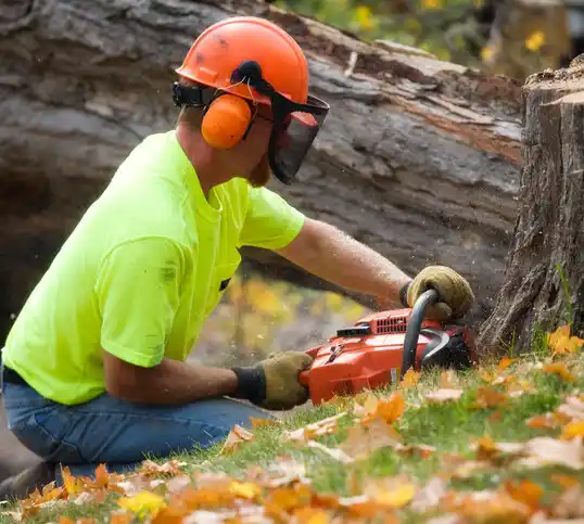 tree services Morehouse